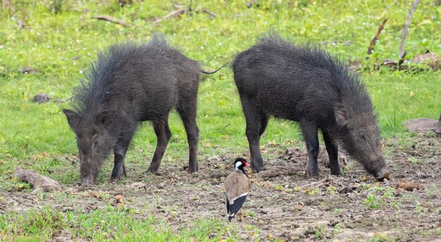 Junge Wildschweingeschwister grasen auf einem schlammigen Feld, das Konzept der Gegenkandidaten und der Schiedsrichter in der Mitte