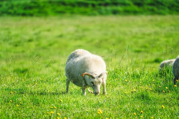 Junge Wollschafe mit Horn weiden Gras auf der Wiese im landwirtschaftlichen Feld auf dem Land