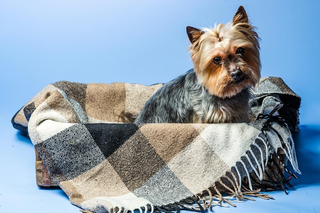 Foto junge yorkshire terrier aus der ausstellung