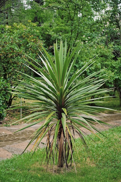 Junge Yucca-Pflanze mit dünnem Stamm im Naturpark Yucca