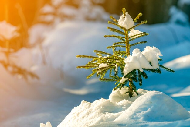 Junge zarte Fichte mit grünen Nadeln bedeckt mit tiefem Schnee und Raureif auf hellem buntem Kopienraumhintergrund. Grußkarte der frohen Weihnachten und des guten Rutsch ins Neue Jahr.