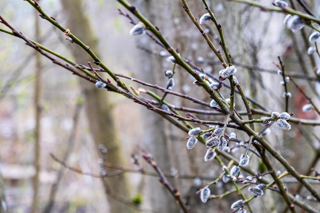 Junge Zweige der blühenden Weide im Wald