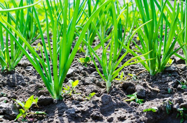 Junge Zwiebeln im Garten