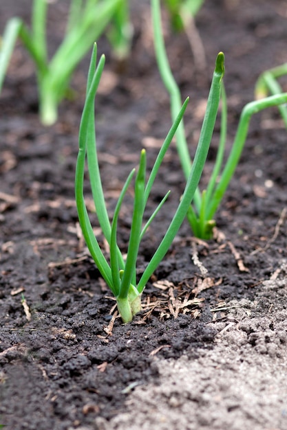 Junge Zwiebelpflanzen, die in einem Gemüsegarten außerhalb wachsen Seitliche Vorderansicht Makrofotografie