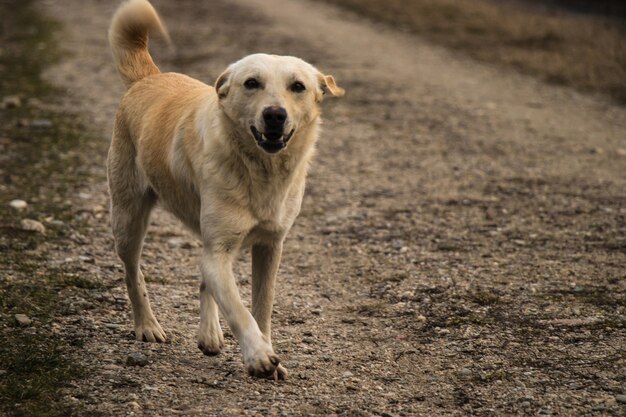 Jungen gelben Hund spielen