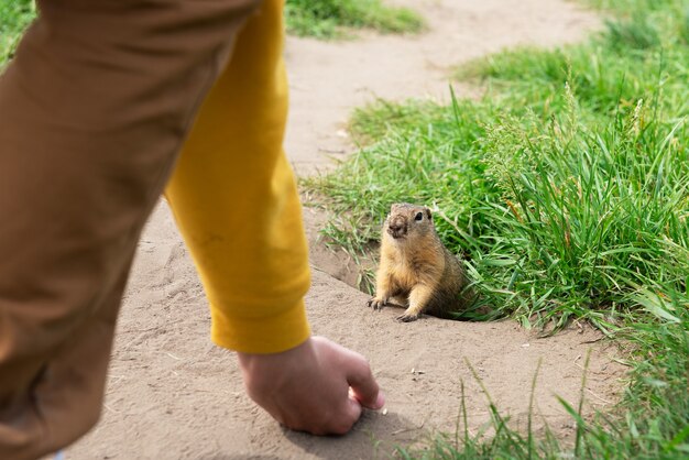 Jungenhand, die Gopher im Sommerpark füttert