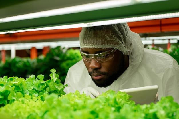 Junger afrikanischer männlicher Agraringenieur in Schutzbrillen und Overalls, die sich über Setzlinge von grünem Salat in einer modernen vertikalen Farm bücken