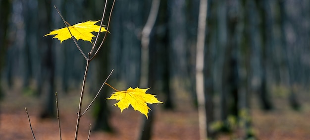 Junger Ahornbaum mit gelben Ahornblättern in einem dunklen Wald