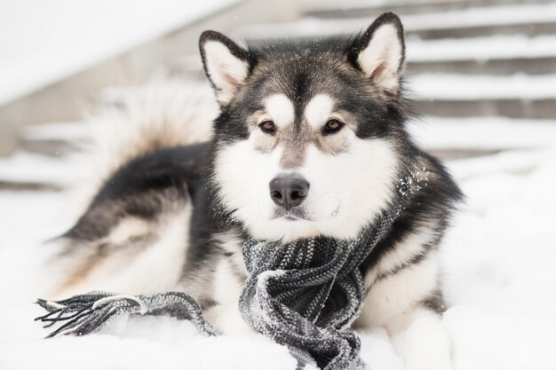 Junger alaskischer Malamute, der im grauen Schal im Schnee liegt. Hund Winter.