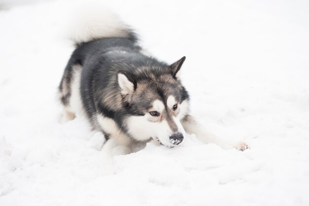 Junger alaskischer Malamute, der im Schnee spielt. schneebedeckte Nase. Hund Winter.