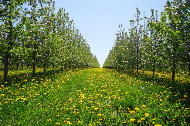 Junger Apfelgarten im Frühling mit schönem blühendem Löwenzahn Blühender Apfelgarten im Frühling