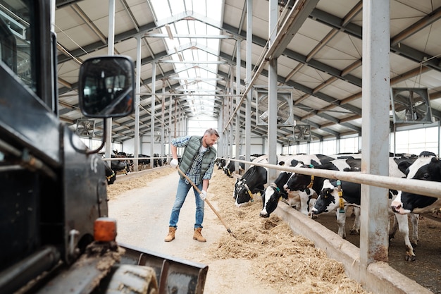 Junger Arbeiter der zeitgenössischen Tierfarm, der Heu mit Heugabel umdreht, während Nahrung für Milchkühe vorbereitet