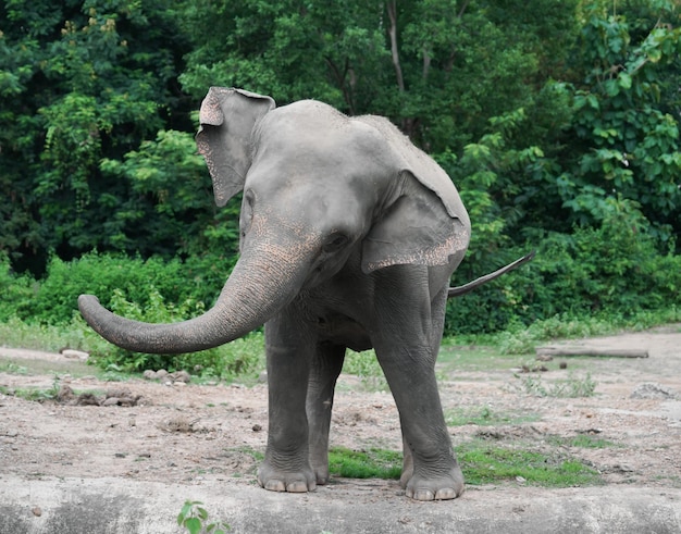 Junger asiatischer Elefant im Zoo