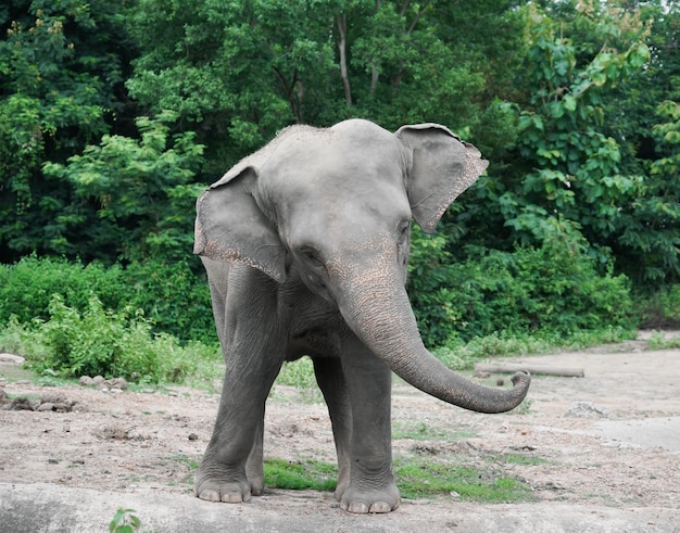 Junger asiatischer Elefant im Zoo