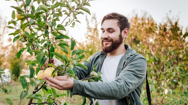 Junger attraktiver Bauer, männlicher Arbeiter, der während der Herbsternte Äpfel im Obstgarten im Dorf pflücken Glücklicher Mann arbeitet im Garten und erntet reife Äpfel, Porträt bei Sonnenuntergang