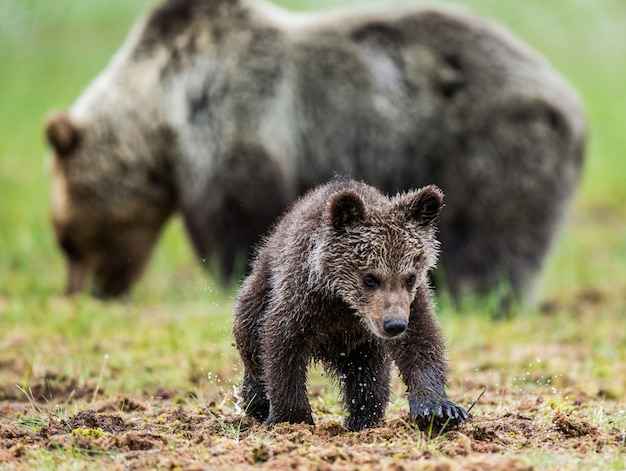 Junger Bär in einem Wald zwischen den Bäumen