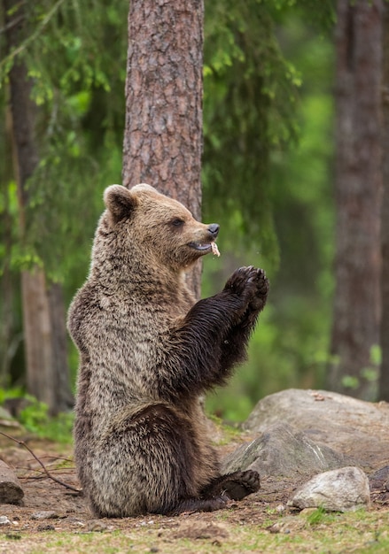 Junger Bär sitzt auf dem Boden im Wald und frisst Fisch