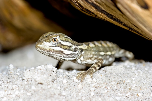 junger bärtiger Drache (Pogona vitticeps)