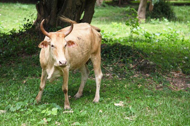 Junger Banteng-Stier