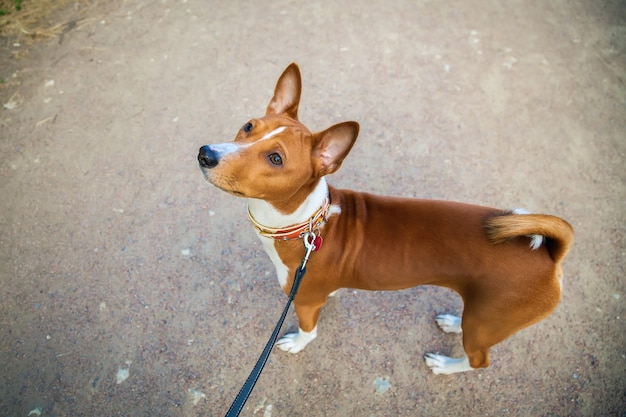 Junger basenji Hund, der draußen spielt