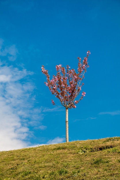 Junger Baum, der in Blumen blüht