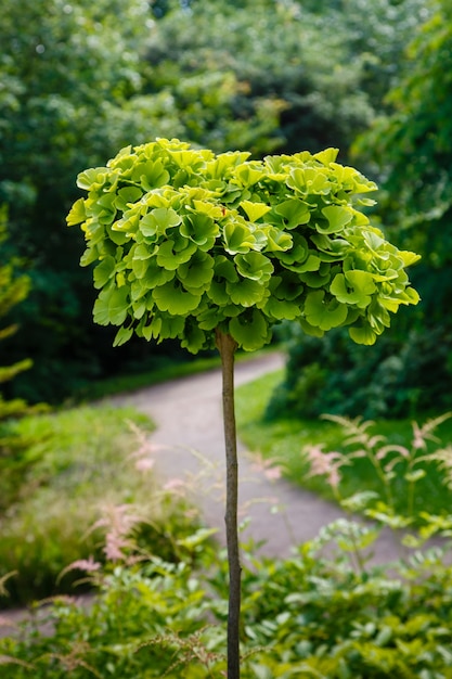 Junger Baum Ginkgo biloba in einem botanischen Garten