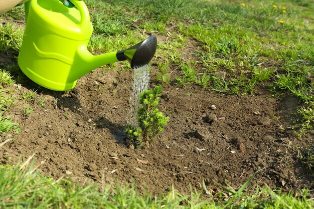 Junger Baum im Frühjahr wässern