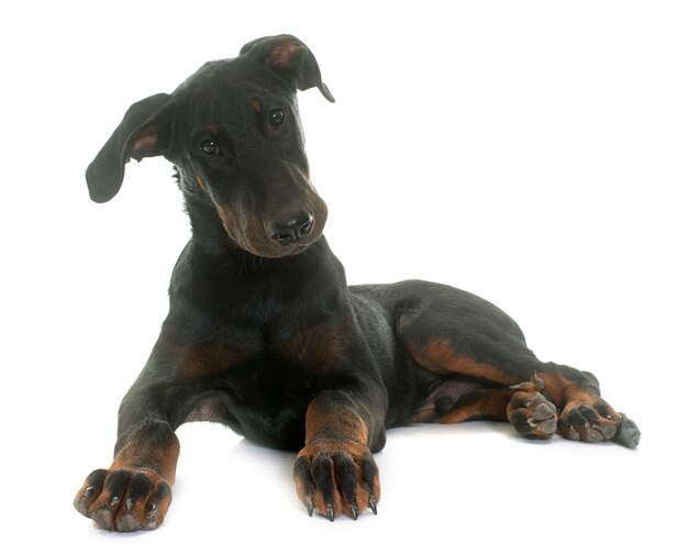 junger Beauceron Hund