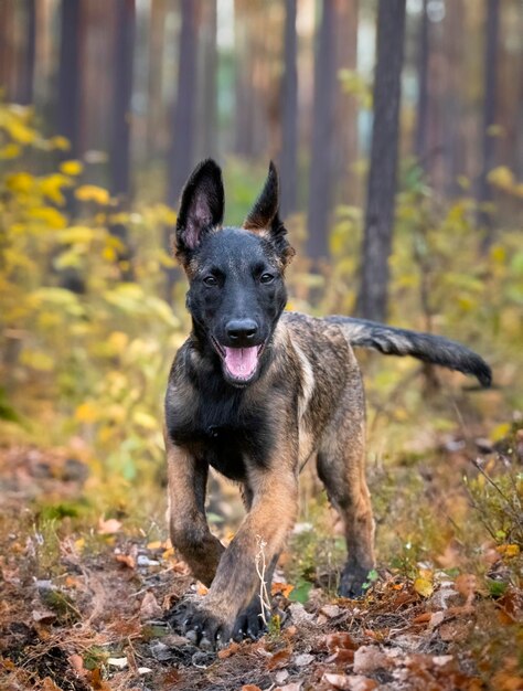 Foto junger belgischer schäferhund, der in der natur spaziert