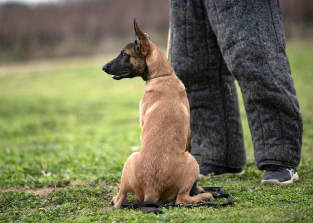 Foto junger belgischer schäferhund trainiert im sommer in der natur