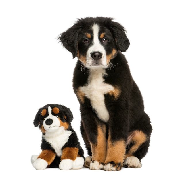 Junger Berner Sennenhund, sitzend mit Teddy