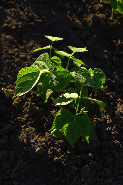 junger Bohnenstrauch wächst auf einem Bauernhof im Garten