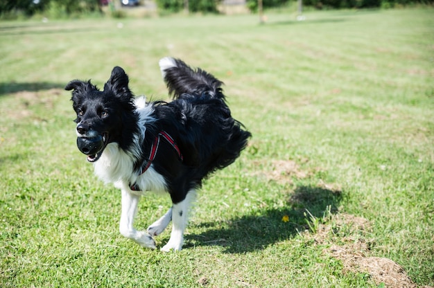 Junger Border Collie läuft mit einem Spielzeug im Mund durch den Park. Hund, der im Park mit einem Ball spielt