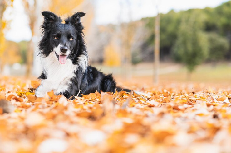 Junger Border Collie liegt auf abgefallenen Blättern in einem Parkbild mit Kopierraum