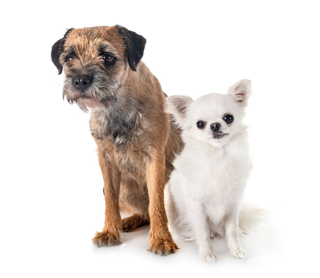 Junger Border Terrier und Chihuahua