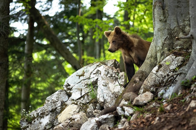 Junger Braunbär, der auf Felsen in der Sommernatur steht