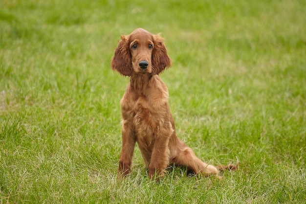 Junger brauner Irish Setter Welpe auf einem grünen Rasen