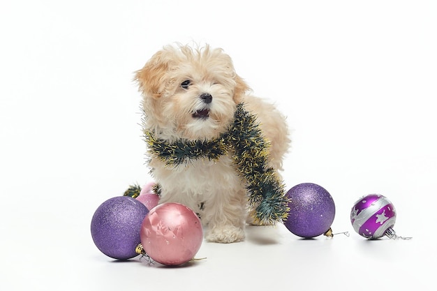 Junger brauner Welpe der Rasse Maltipu Fotoshooting im Studio mit Weihnachtskugeln auf weißem Hintergrund