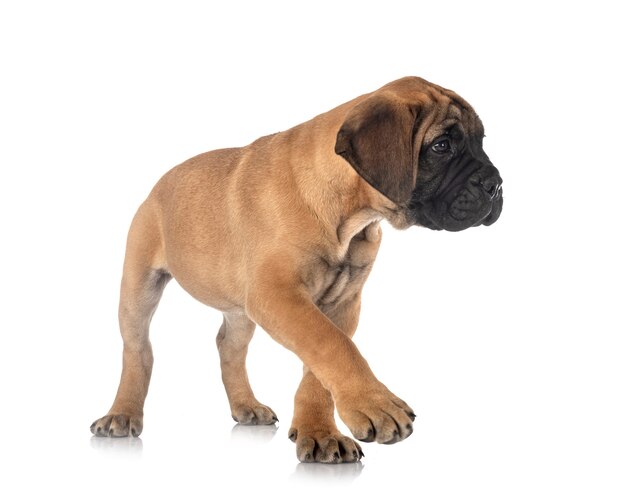 Junger Bullmastiff vor Weiß