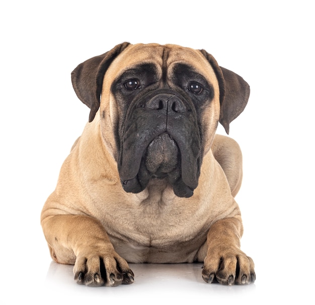 Junger Bullmastiff