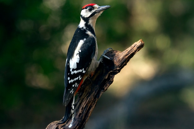 Junger Buntspecht, Vögel, Specht, Tiere, Dendrocopos major