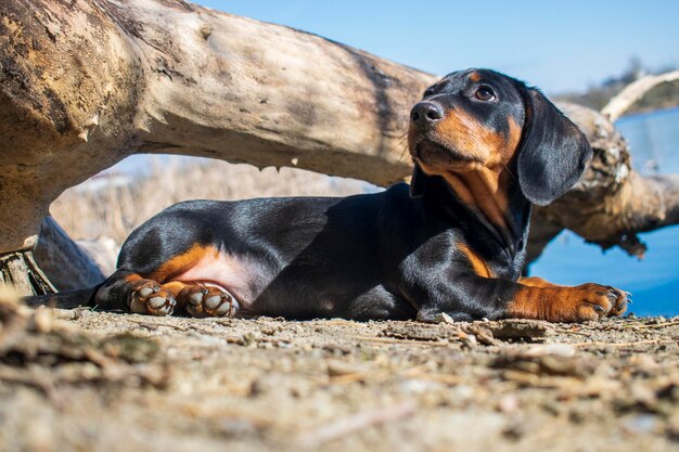 Junger Dachshund im Gras, das stillsteht und sich entspannt