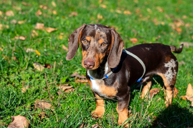 Junger Dackelhund in Nahaufnahme auf einer grünen Wiese..