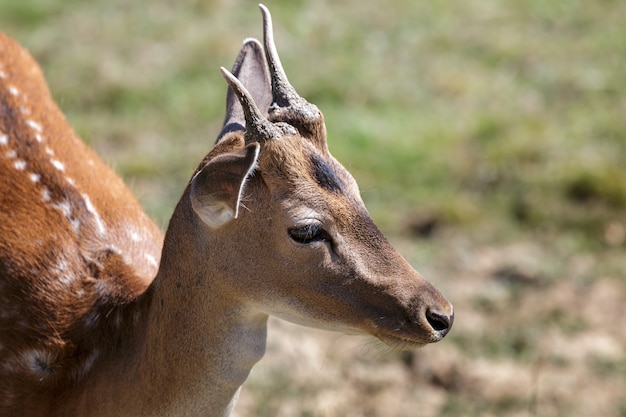 Junger Damhirsch (Dama Dama) steht in der Sonne