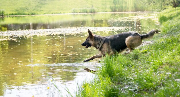 Junger deutscher schäferhund springt und spielt im frühling im seewasser