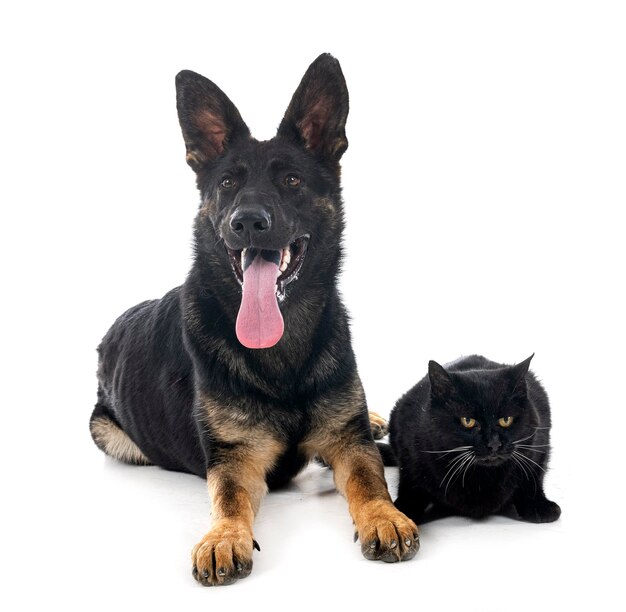 Junger deutscher Schäferhund und Katze