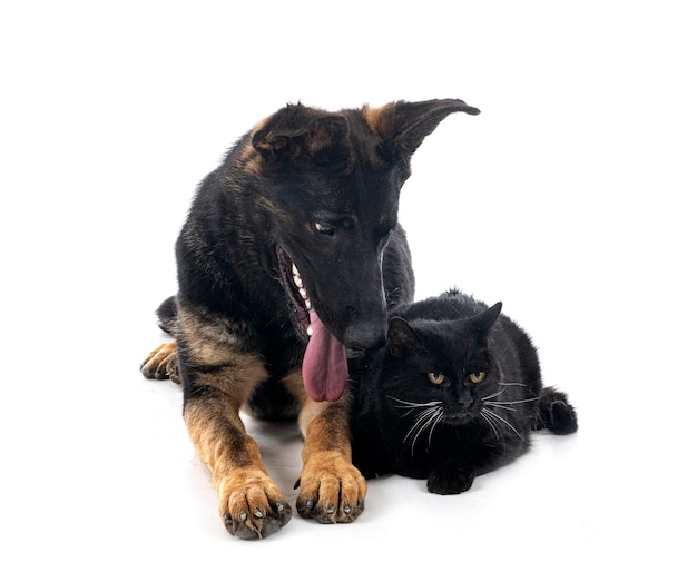 Junger deutscher Schäferhund und Katze