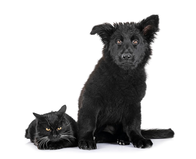 Junger deutscher Schäferhund und Katze