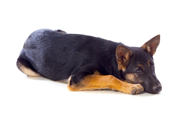 Junger deutscher Schäferhund