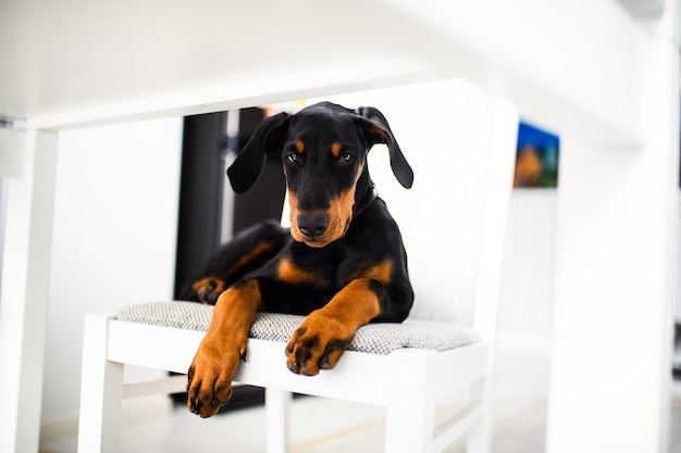 Junger Dobermann Hündchen